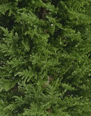 Кипарис Тауэр Элегант уличный новый в-120 см 2/2