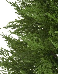 Кипарис Тауэр Элегант уличный новый в-120 см 2/2