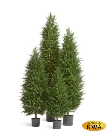 Кипарис Тауэр Элегант уличный новый в-120 см 2/2