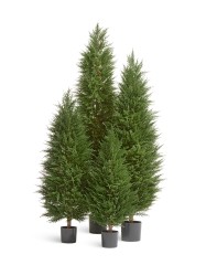 Кипарис Тауэр Элегант уличный новый в-120 см 2/2