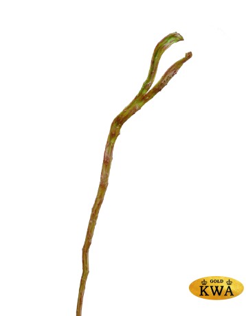 Ветка Салекса зелёно-коричневая (два уса) в-70 см, ш-1,1- 2,3 см 12/144