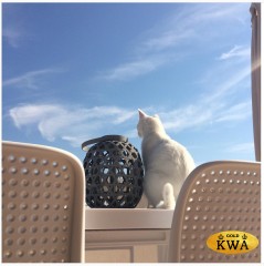 Кресло пластиковое