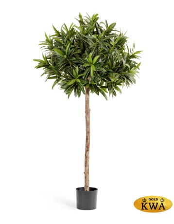 Кротон Голдфингер зонтичнный 150 см 2/2