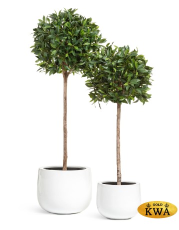 Кашпо TREEZ Effectory Gloss Низкая широкая чаша Белый глянцевый лак в-30 см, д-37 см