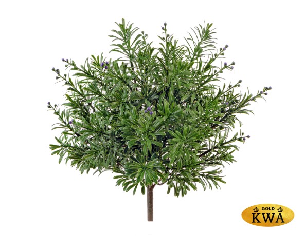 Кроссостефиум (Миллер) зелёный куст с фиолет.завязями в-27,д-27 см 6/60