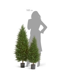 Кипарис Тауэр Элегант уличный новый 180 см 1/1