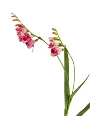 Фрезия тёмно-розовая в-80 см, 2 ветки 12/72