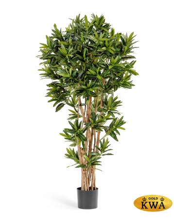 Кротон Голдфингер Рефлекса 180 см 2/2