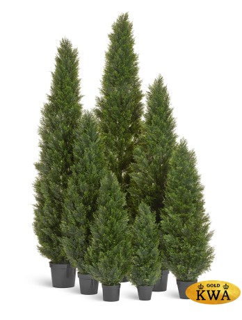 Туя уличная Брабант пушистая в-90 см 4/12