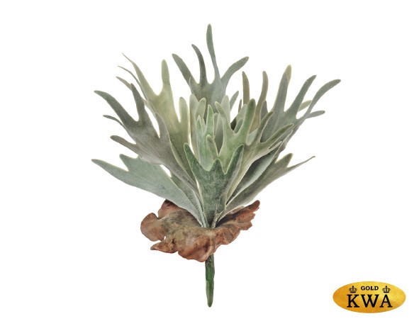 Папоротник Стегхорн (Оленьи рога) куст серо-зелёный припылённый в-17, д-35 см 24/240