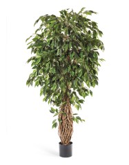 Фикус лиана де люкс 300 см 2/2