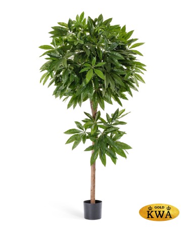 Пахира 150 см 2/2