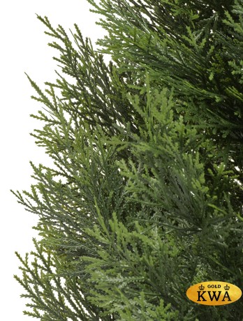 Туя уличная Брабант пушистая в-150 см 2/4