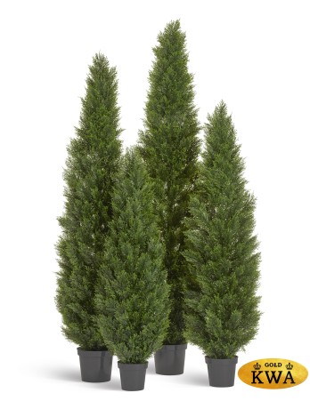 Туя уличная Брабант пушистая в-150 см 2/4