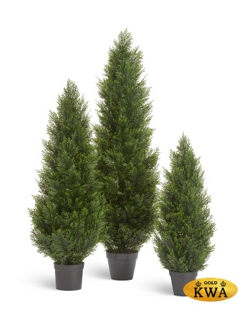 Туя уличная Брабант пушистая в-150 см 2/4