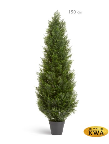 Туя уличная Брабант пушистая в-150 см 2/4