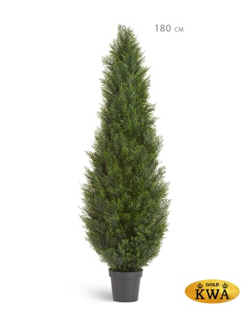 Туя уличная Брабант пушистая в-150 см 2/4