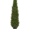 Туя уличная Брабант пушистая в-150 см 2/4