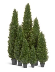 Туя уличная Брабант пушистая в-150 см 2/4