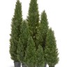 Туя уличная Брабант пушистая в-150 см 2/4