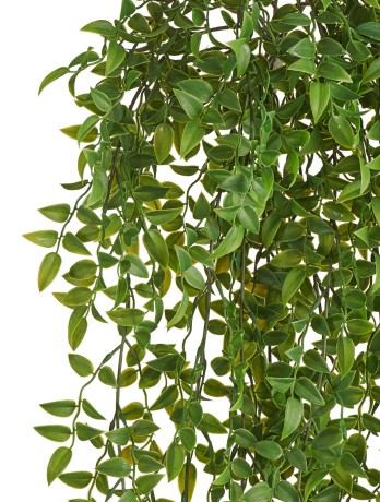 Рускус ампельный (пластик) 12/36