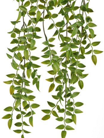 Рускус ампельный (пластик) 12/36