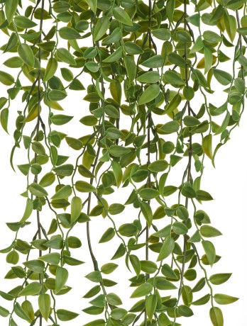 Рускус ампельный (пластик) 12/36