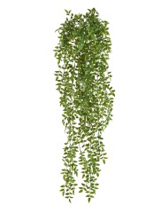 Рускус ампельный (пластик) 12/36