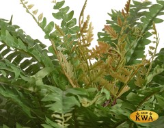 Папоротник Бостон Новый зеленый микс в-20 см, д-50 см (23 листа) 12/144