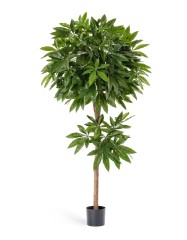 Пахира 180 см 2/2