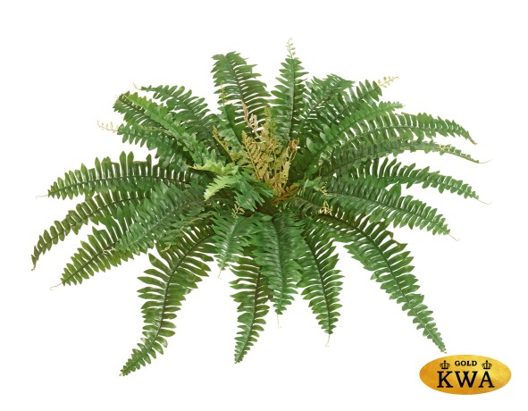 Папоротник Бостон насыщ.зеленый (33 листа)