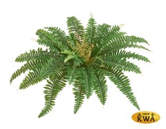 Папоротник Бостон насыщ.зеленый (33 листа)