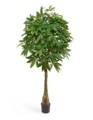 Пахира на витом стволе (косичка) 180 см 2/2