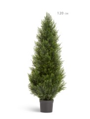 Туя уличная Брабант пушистая в-210 см 1/1