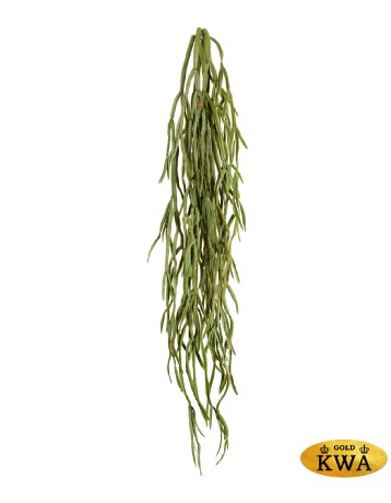 Хойя Линиарис Фэт куст ампельный (Sensitive Botanic) в-72 см 12/120