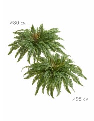 Папоротник Бостон (39 листов)