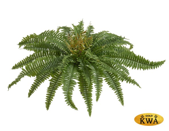 Папоротник Бостон (39 листов)