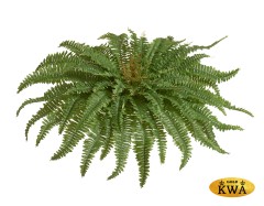 Папоротник Бостон (39 листов)