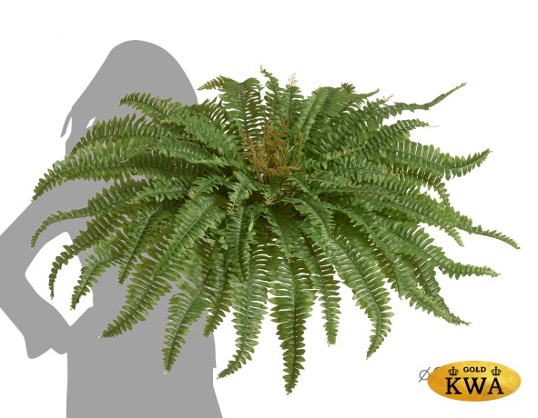 Папоротник Бостон (39 листов)