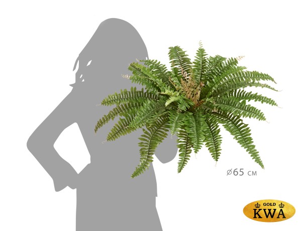 Папоротник Бостон (39 листов)
