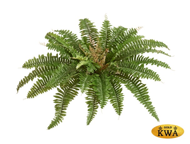 Папоротник Бостон (39 листов)