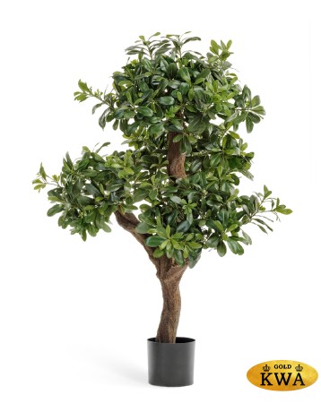 Питтоспорум горный 120 см 2/2