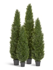 Туя уличная Брабант пушистая в-240 см 1/1