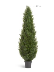 Туя уличная Брабант пушистая в-240 см 1/1