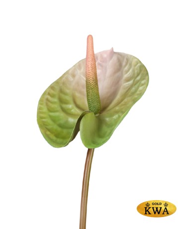 Антуриум Андрэ зелёный с розовым в-70, д-13 см 24/192