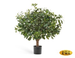 Питтоспорум шар в-75 см, д-50 см 2/2