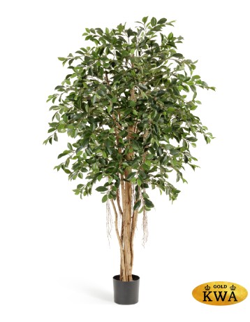 Фикус Ретуса 210 см 2/2