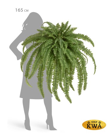 Папоротник Бостон Новый свисающий Мидл натуральный зеленый ш-80 см, в-110 см(78 листов) 2/4