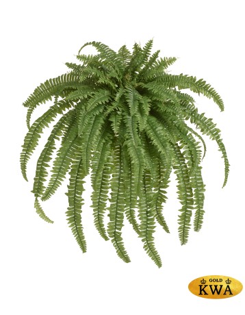 Папоротник Бостон Новый свисающий Мидл натуральный зеленый ш-80 см, в-110 см(78 листов) 2/4