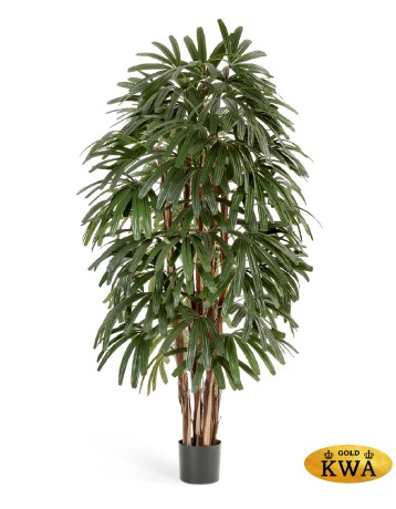 ЗЗЗРапис пальма широколистная 150 см 2/2